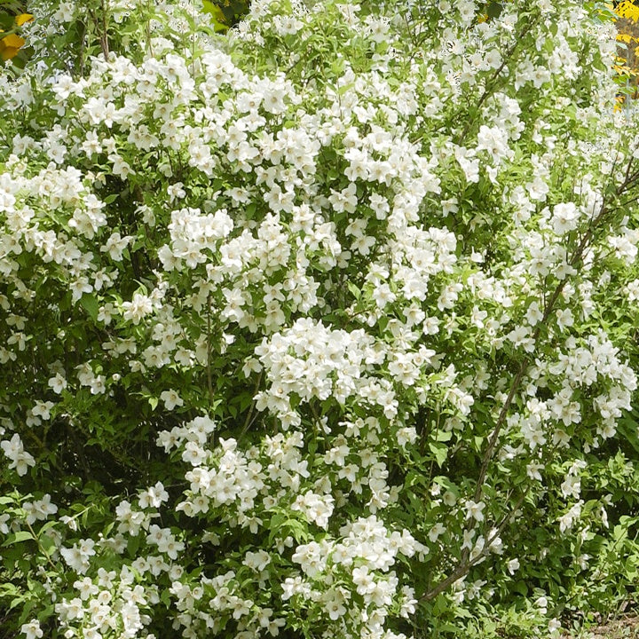 Arbustes fleuris - Seringat virginal Philadelphus - Philadelphus virginal