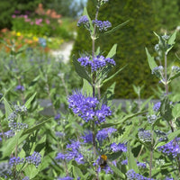 Caryopteris clandonensis Heavenly Blue - Barbe bleue Caryopteris 'Heavenly Blue' - Spirées