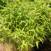 Bambou non invasif - Bambou Fargesia rufa non-traçant - Fargesia rufa