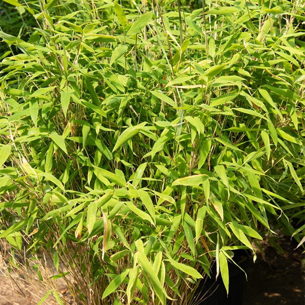 Bambou non invasif - Bambou Fargesia rufa non-traçant - Fargesia rufa