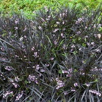 Vente Plantes couvre-sol - Ophiopogon noir Niger