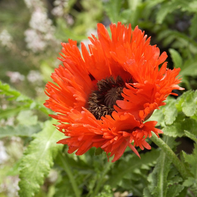 Pavot d'Orient 'Turken Louis' - Papaver orientale türkenlouis - Bakker