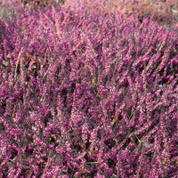Bruyère d'hiver 'Kramer's Rote' - Erica darleyensis Kramer's Rote - Bakker