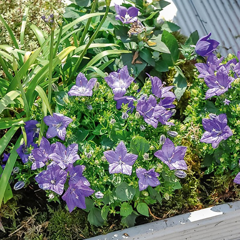 Campanula carpatica - Campanule des Carpates - Campanules