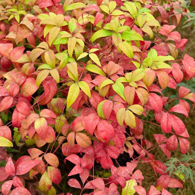 Bambou sacré 'Fire Power' - Nandina domestica Fire Power - Bakker