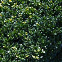 Houx du Japon - Ilex Crenata - Houx du Japon - Ilex crenata Dark Green - Houx japonais