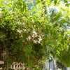 Jasmin blanc d'hiver - Bakker