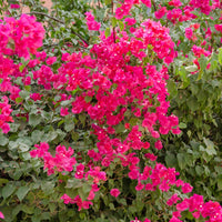 Bougainvillier - Bougainvillier rose - Bougainvillea pink