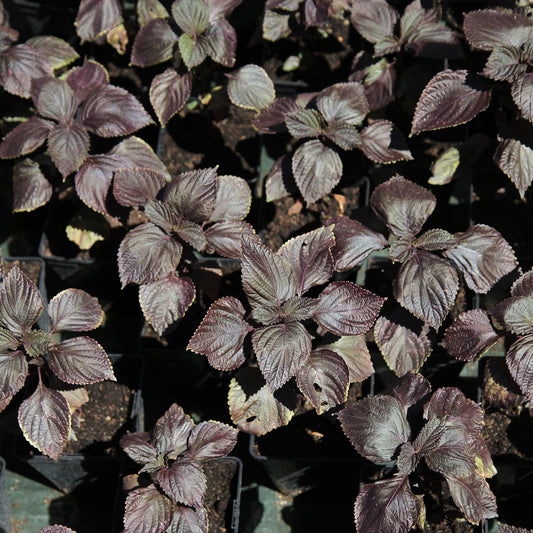 Perilla  rouge - Shiso - Bakker