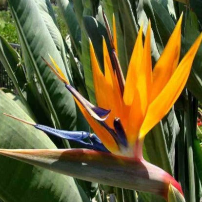 Strelitzia reginae - Oiseau du paradis Strelitzia - Strelitzia reginae - Oiseau de paradis