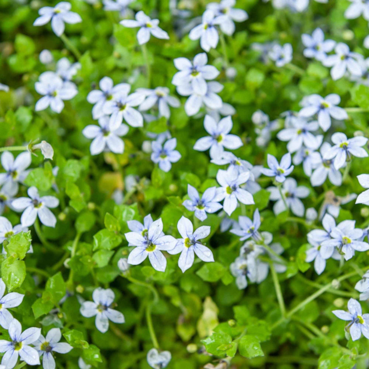 Isotoma fluviatilis - 3 Étoiles bleues tapissantes - Plantes vivaces