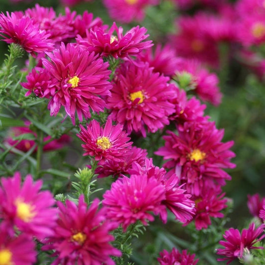 3 Asters grand d'automne Royal Ruby - Bakker