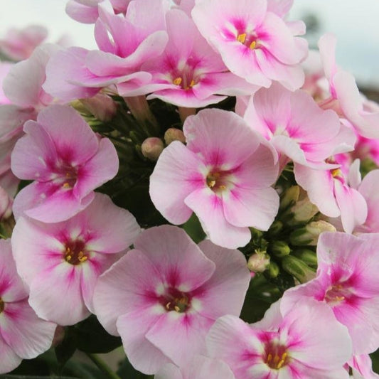 3 Phlox paniculé Younique Bicolor - Bakker