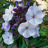 Bakker - 3 Phlox paniculé Younique Old Blue - Phlox paniculata 'younique old blue' - Plantes d'extérieur