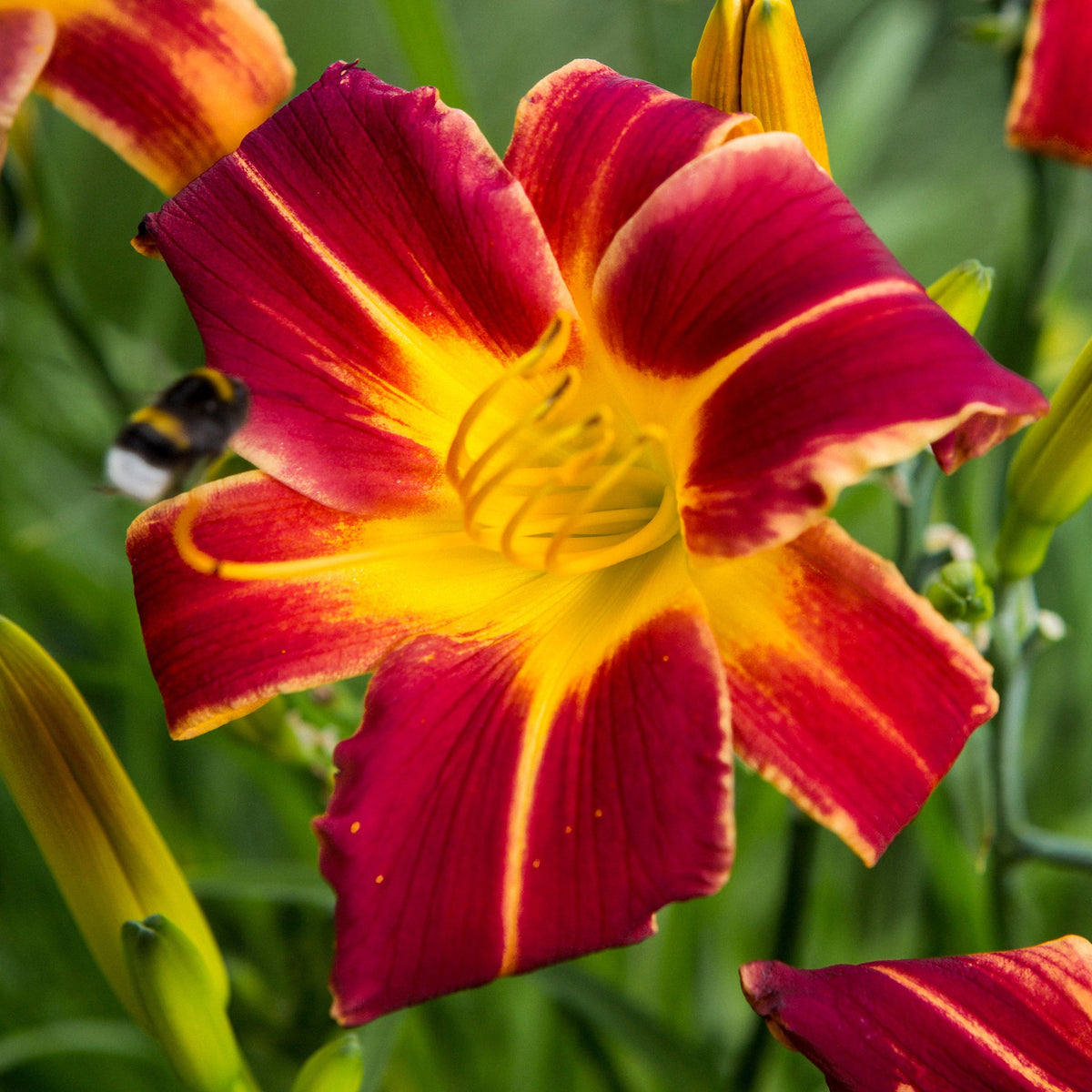 3 Hémérocalles Everydaylily Red Ribs - Hemerocallis 'everydaylily red ribs' - Bakker