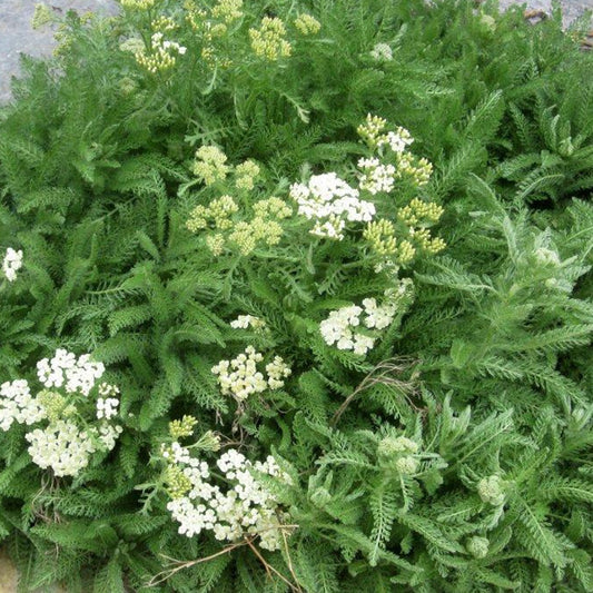 Bakker - Achillée à feuilles de criste - Achillea crithmifolia - Plantes d'extérieur