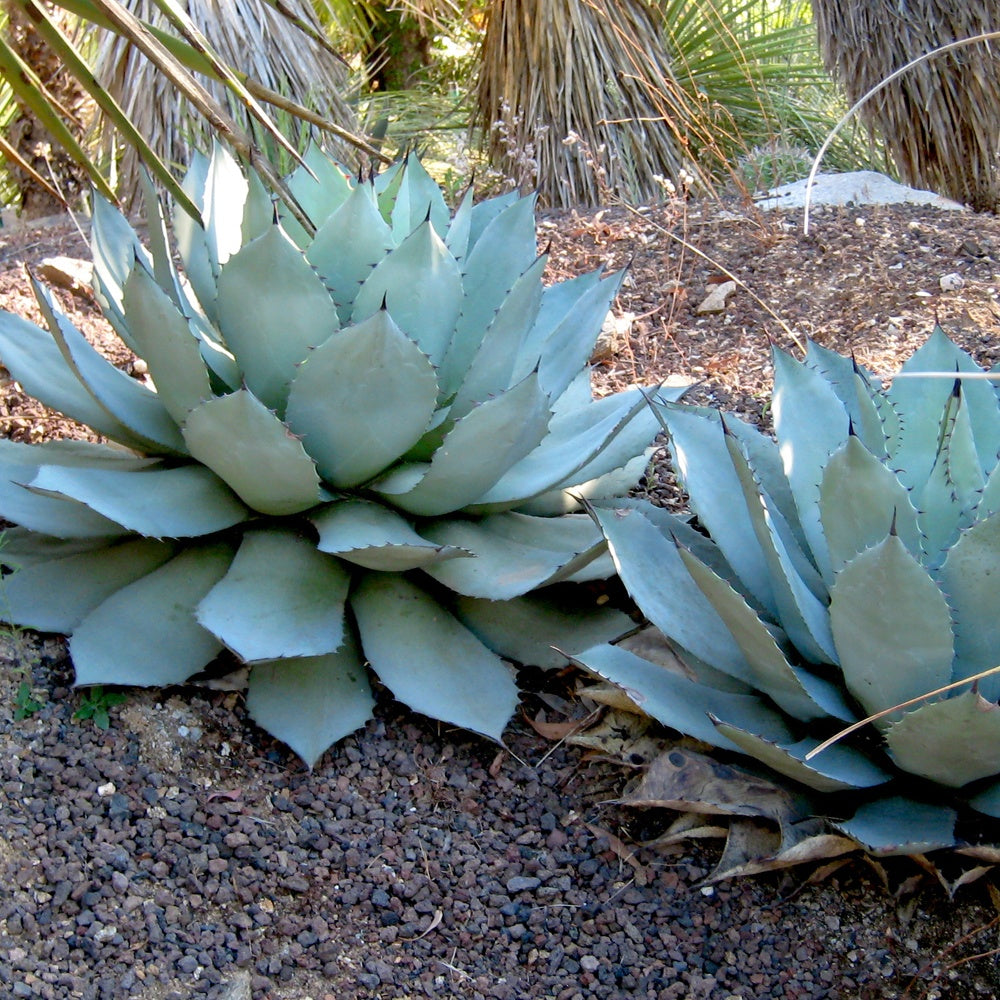 Agave de Parry - Agave Parryi - Bakker