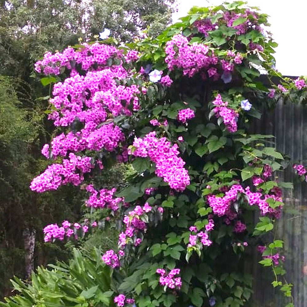 Bougainvillier rustique Violet de Mèze - Bakker