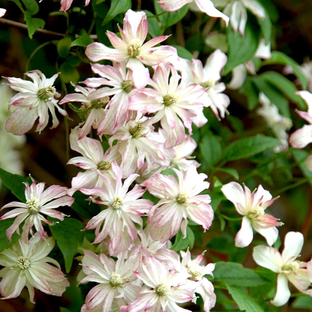 Clématite des montagnes Marjorie - Bakker