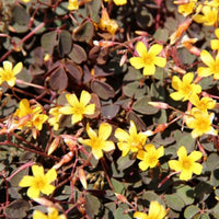 Bakker - 3 Oxalis articulata Burgundy yellow - Oxalis articulata 'burgundy yellow' - Plantes d'extérieur