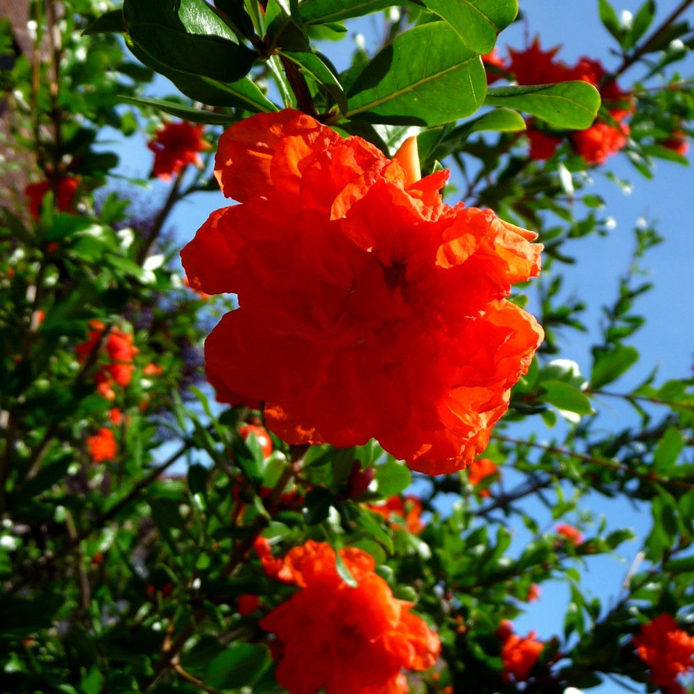 Grenadier à fleurs - Bakker