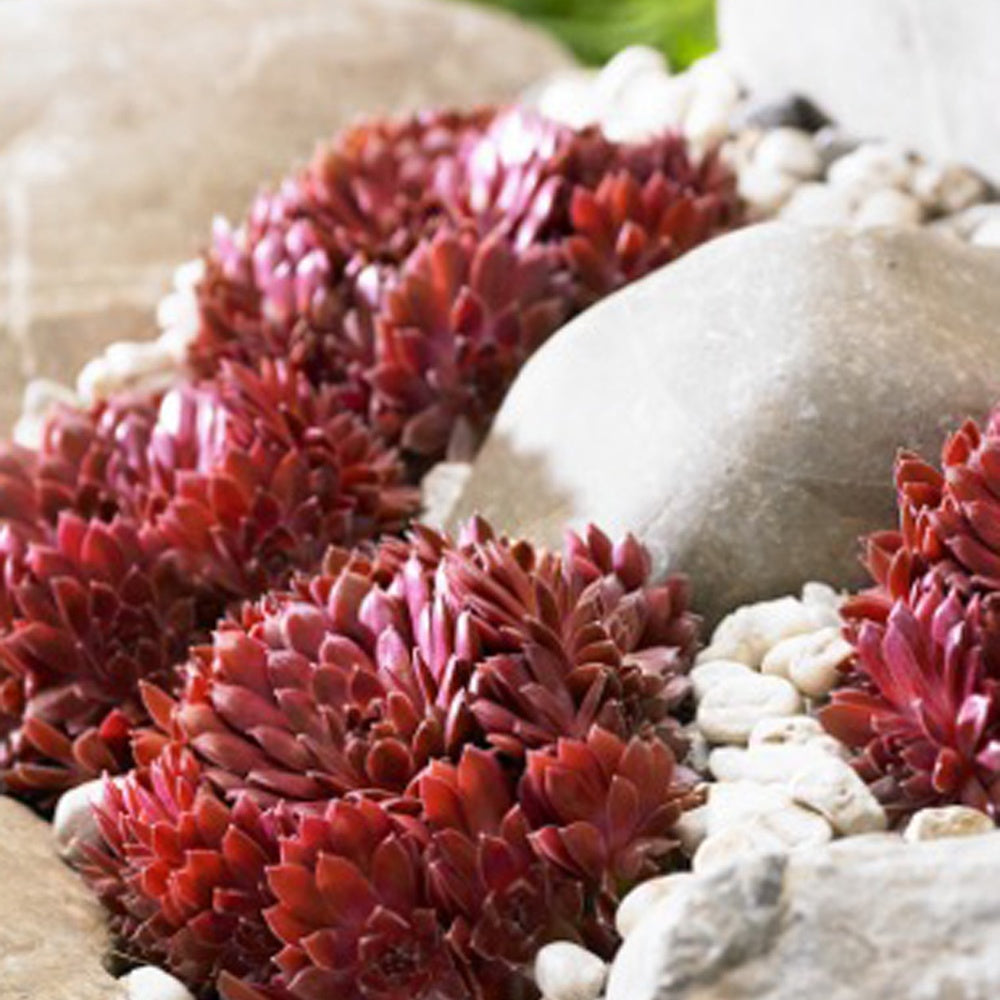 Joubarbe Chick Charms® Trio - Sempervivum - Bakker.com | France