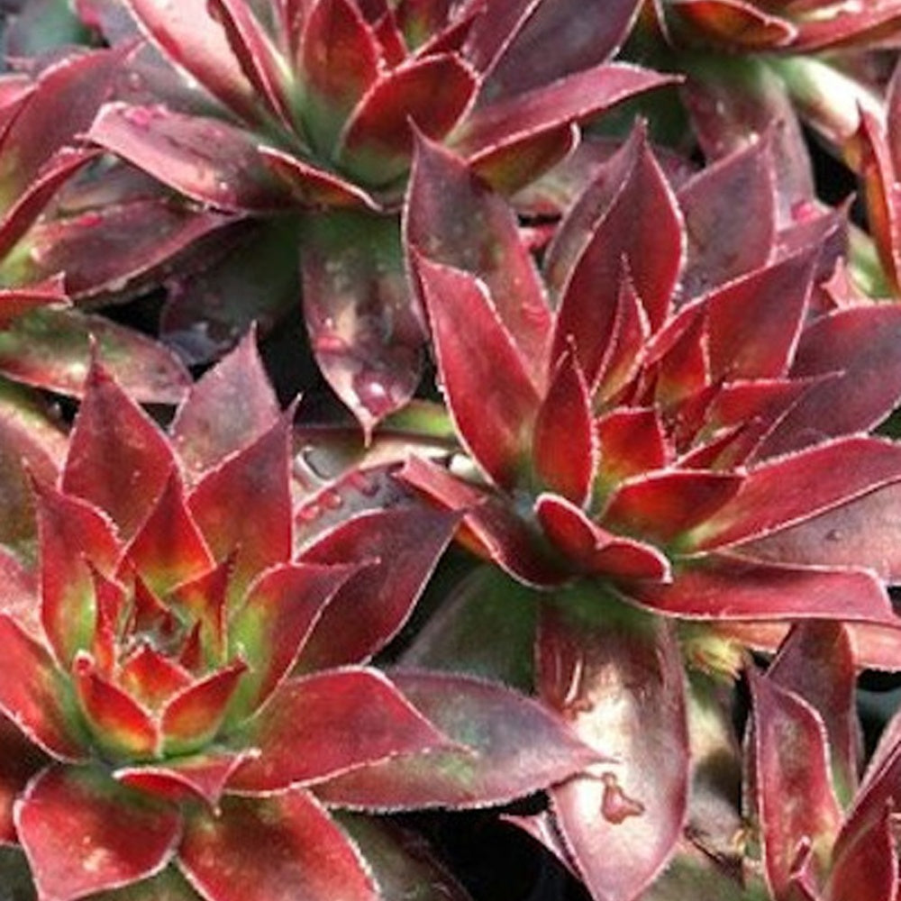 Sempervivum 'chick charmes' - Joubarbe Chick Charms®  - Sempervivum - Sempervivum - Joubarbe