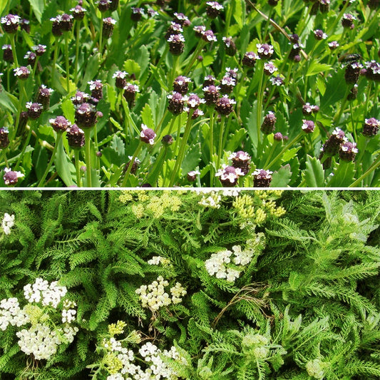 2 Achillées et 1 Lippia en mélange - Bakker