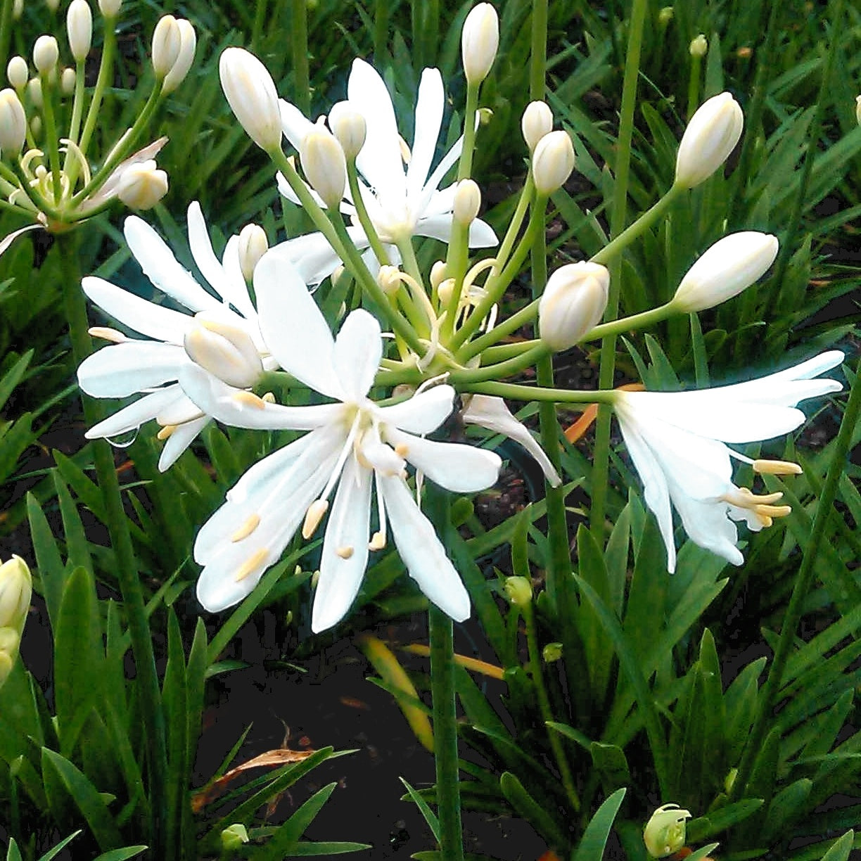 Bakker - Agapanthe Petit Eskimo  - Agapanthus x petit eskimo - Plantes d'extérieur