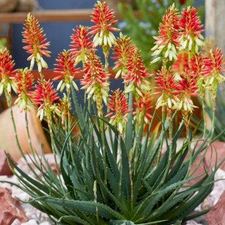 Bakker - Aloe Safari Sunrise - Aloe x safari collection sunrise ® - Plantes vivaces