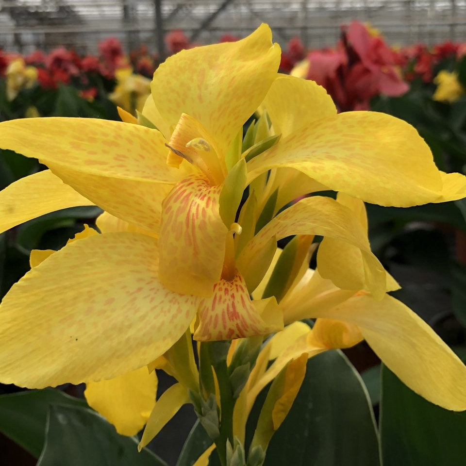 Canna nain Electric Lemonade - Bakker