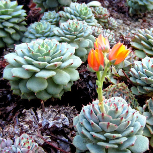 Echeveria derenbergii - Bakker