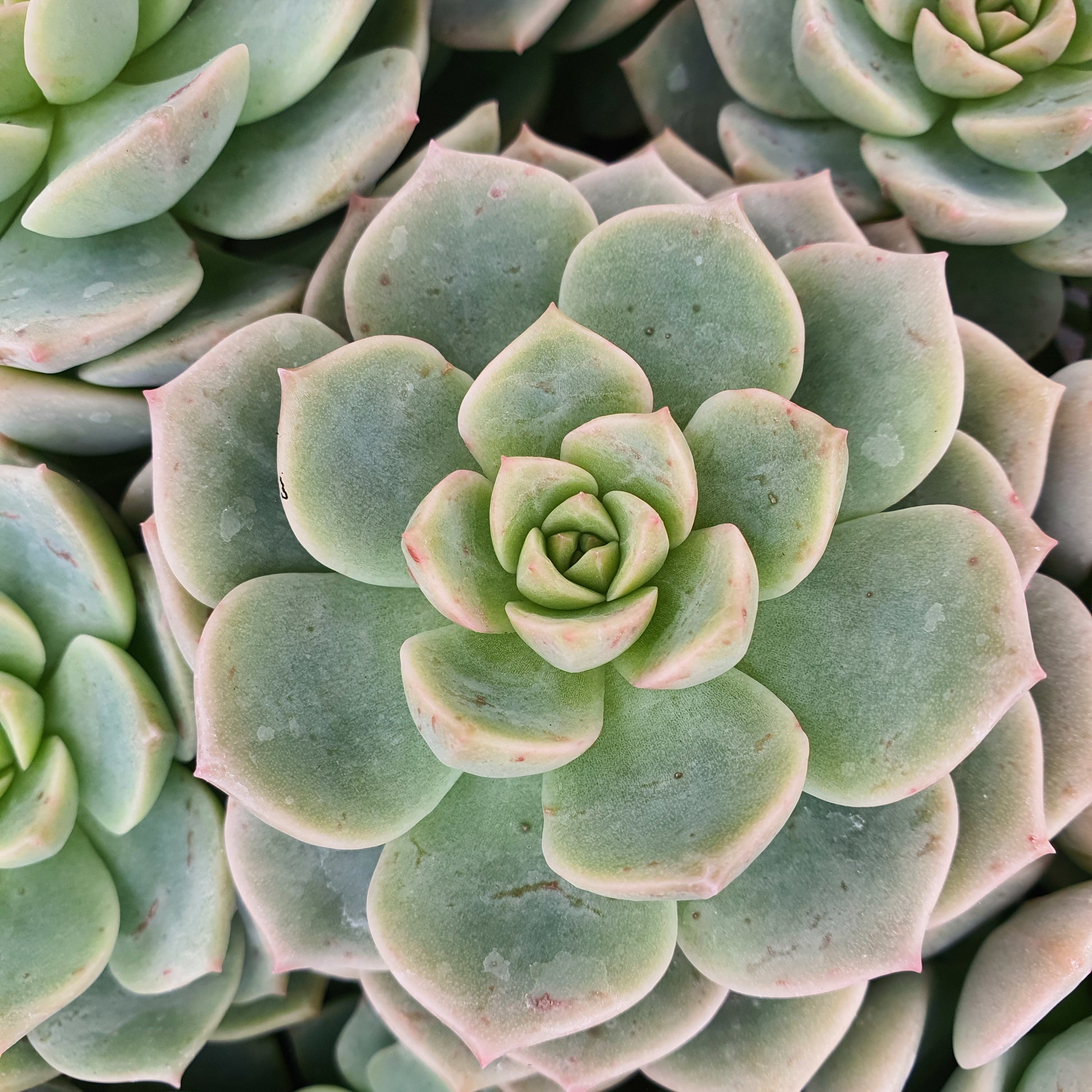 Bakker - Echeveria rose - Echeveria elegans rose - Plantes d'intérieur