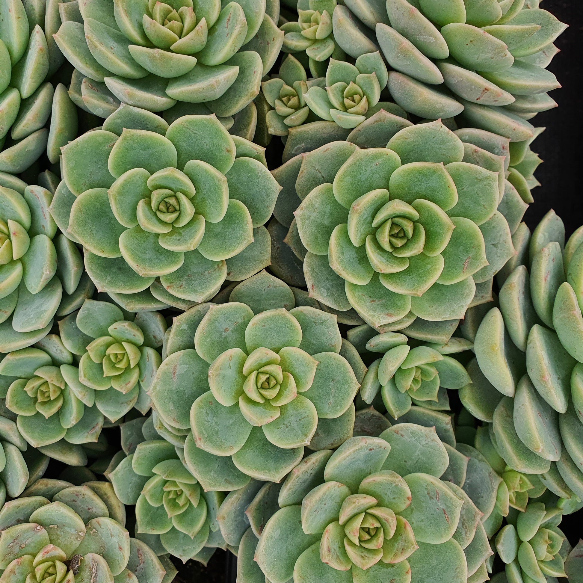 Bakker - Echeveria rose - Echeveria elegans rose