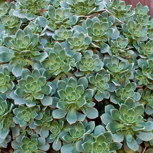 Echeveria - Aeonium Haworthii - Bakker
