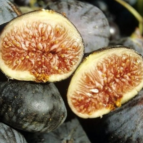 Figuier Violette de Solliès - Bakker