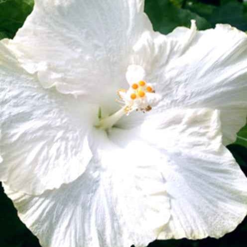 Hibiscus des marais Extreme Pure White - Bakker.com | France