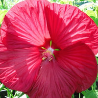 Hibiscus des marais Luna red - Bakker