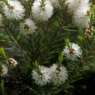 Melaleuca alternifolia - L'arbre à thé - Arbustes