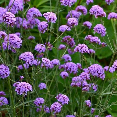 Bakker - Verveine bonariensis Royal Dreams ® - Verbena bonariensis royal dreams ® - Plantes d'extérieur