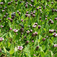 Verveine nodulaire  - Bakker.com | France