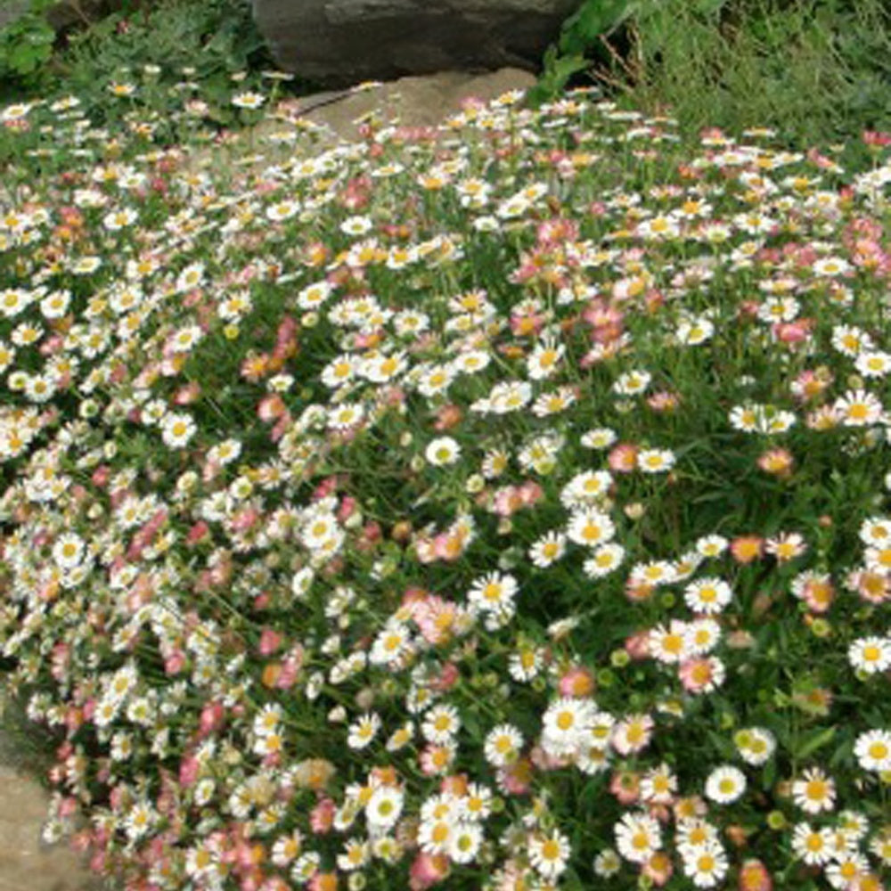 Erigeron karvinskianus 'Profusion' - Erigeron karvinskianus 'profusion' - Bakker