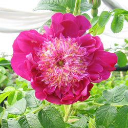 3 Rosiers Pompom Perfume ® pivoine - Bakker.com | France