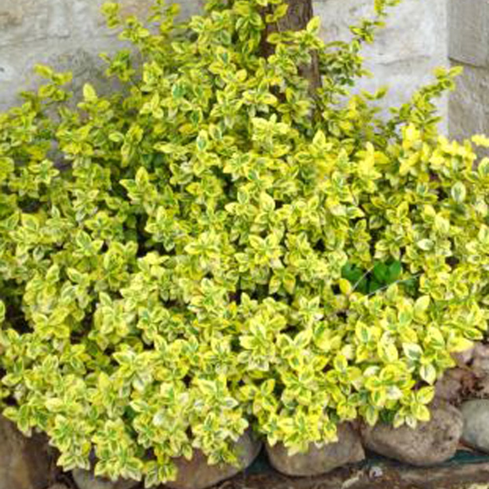 Euonymus fortunei Emerald and Gold - Fusain Emerald and Gold - Arbustes à feuillage persistant