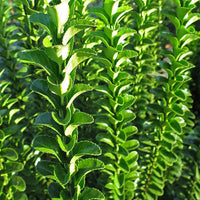 Bakker - Fusain du Japon 'Green Spire' - Euonymus japonicus green spire - Arbustes