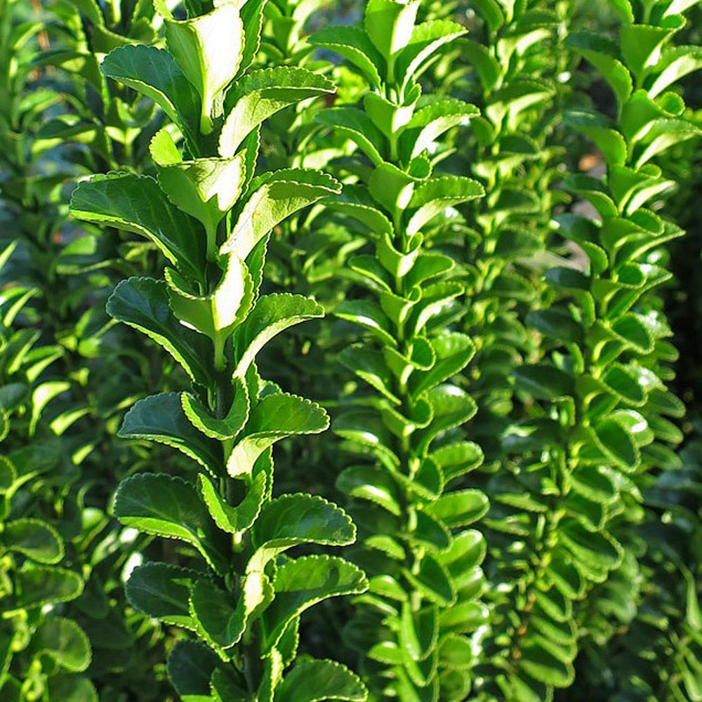 Fusain du Japon 'Green Spire' - Euonymus japonicus green spire - Bakker