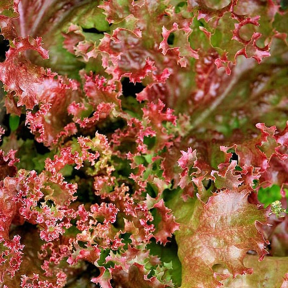 Laitue Lollo Rossa Bio - Lactuca lollo rossa - Bakker