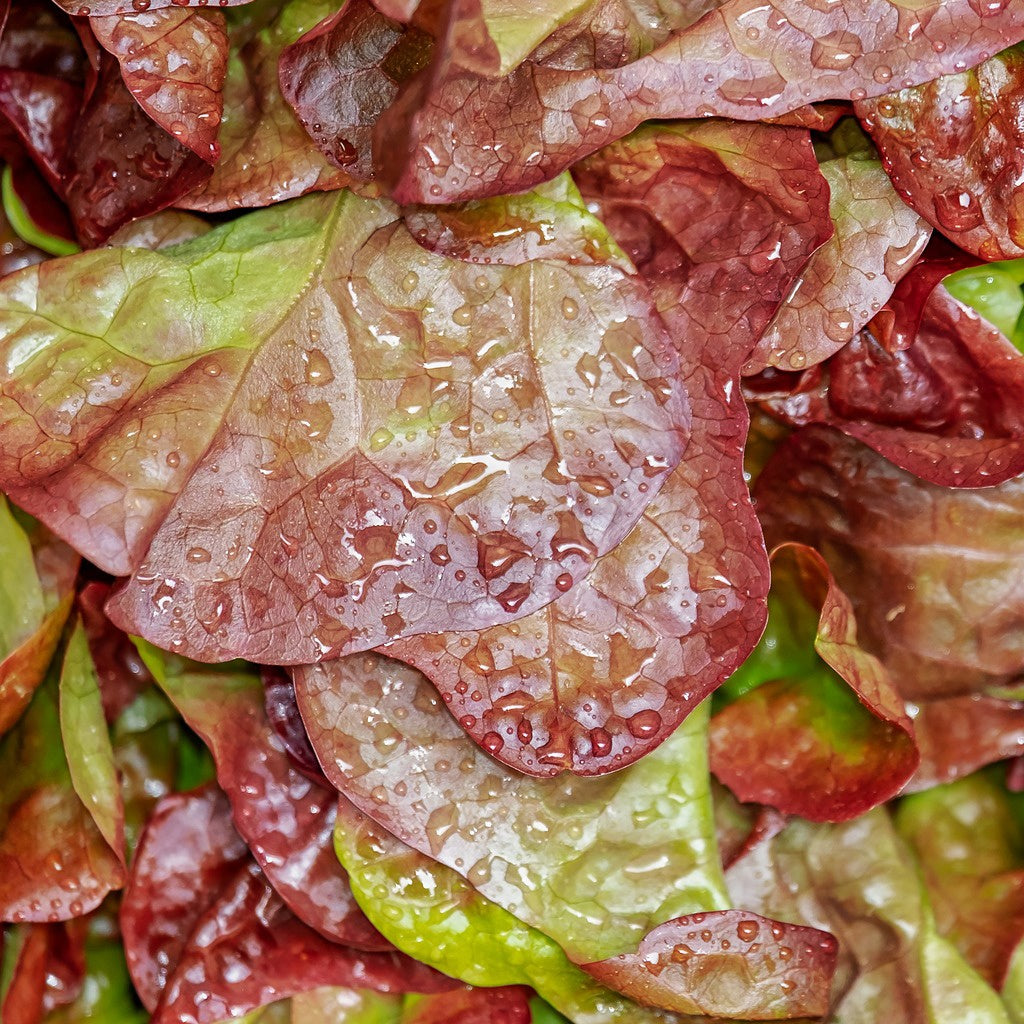 Laitue Lollo Rossa Bio - Bakker