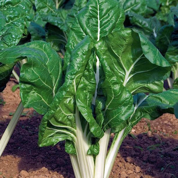 Poirée verte à carde blanche 3 Bio - Beta vulgaris cicla carde blanche 3 - Bakker