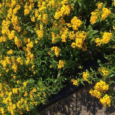 Bakker - Estragon du Mexique - Tagetes lucida - Potager